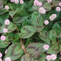 Polygonum capitatum 'Pink Pinheads'